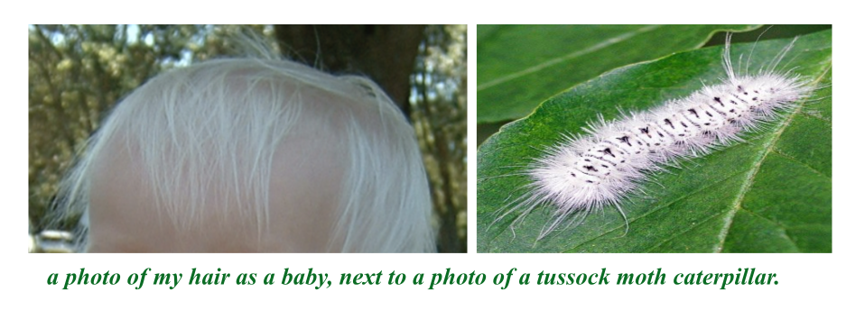 a photo of my hair as a baby, next to a photo of a tussock moth caterpillar.